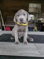 Yellow , a male Labrador Retriever for sale in Pocahontas, AR – Photo 5 of 7