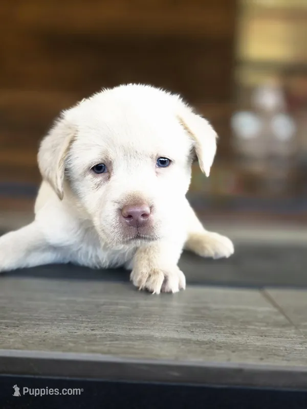 Red – Labrador Retriever puppy for sale in Pocahontas, AR