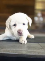 Red, a male Labrador Retriever for sale in Pocahontas, AR – Photo 1 of 4
