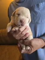 Red, a male Labrador Retriever for sale in Pocahontas, AR – Photo 3 of 4