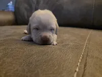 Red, a male Labrador Retriever for sale in Pocahontas, AR – Photo 2 of 4