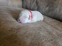Red, a male Labrador Retriever for sale in Pocahontas, AR – Photo 4 of 4
