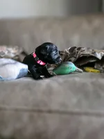 Black female lilac collar , a female Labrador Retriever for sale in Pocahontas, AR – 5 of 8