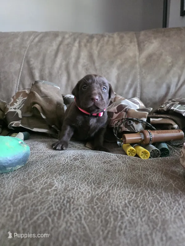 Fuchsia collar  – Labrador Retriever puppy for sale in Pocahontas, AR