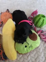Black female fuchsia collar , a female Labrador Retriever for sale in Pocahontas, AR – 3 of 9