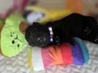 Black female lilac collar , a male Labrador Retriever for sale in Pocahontas, AR – 2 of 10