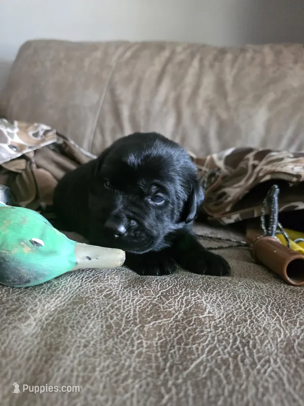 Red collar  – Labrador Retriever puppy for sale in Pocahontas, AR