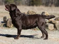 Orange collar, a male Labrador Retriever for sale in Pocahontas, AR – 10 of 10