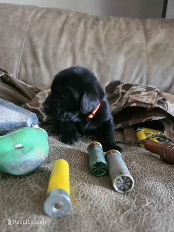 Orange collar – Labrador Retriever puppy for sale in Pocahontas, AR