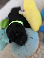 Green collar , a male Labrador Retriever for sale in Pocahontas, AR – 4 of 10