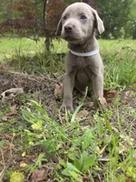 Yellow , a male Labrador Retriever for sale in Pocahontas, AR – Photo 7 of 7