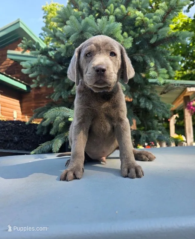 Yellow  – Labrador Retriever puppy for sale in Pocahontas, AR