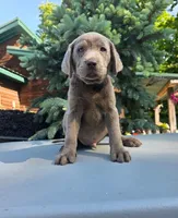 Yellow , a male Labrador Retriever for sale in Pocahontas, AR – 1 of 8