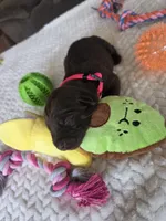 Fuchsia collar , a female Labrador Retriever for sale in Pocahontas, AR – 5 of 10