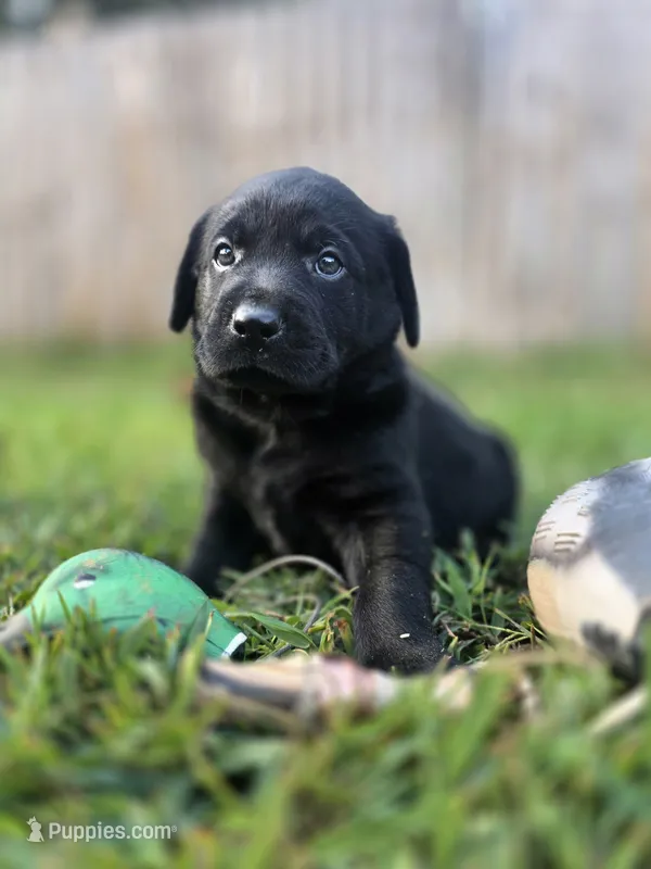 Green collar  – Labrador Retriever puppy for sale in Pocahontas, AR
