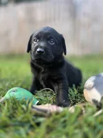 Green collar , a male Labrador Retriever for sale in Pocahontas, AR – 1 of 10