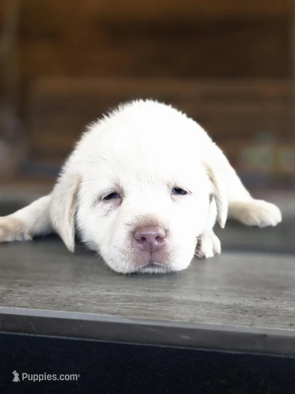 Orange  – Labrador Retriever puppy for sale in Pocahontas, AR
