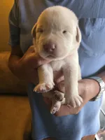 Orange , a male Labrador Retriever for sale in Pocahontas, AR – Photo 2 of 4