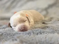 Orange , a male Labrador Retriever for sale in Pocahontas, AR – Photo 4 of 4