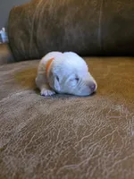 Orange , a male Labrador Retriever for sale in Pocahontas, AR – Photo 3 of 4