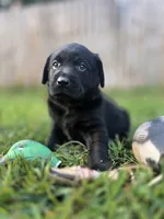 Green collar , a male Labrador Retriever for sale in Pocahontas, AR – 5 of 10