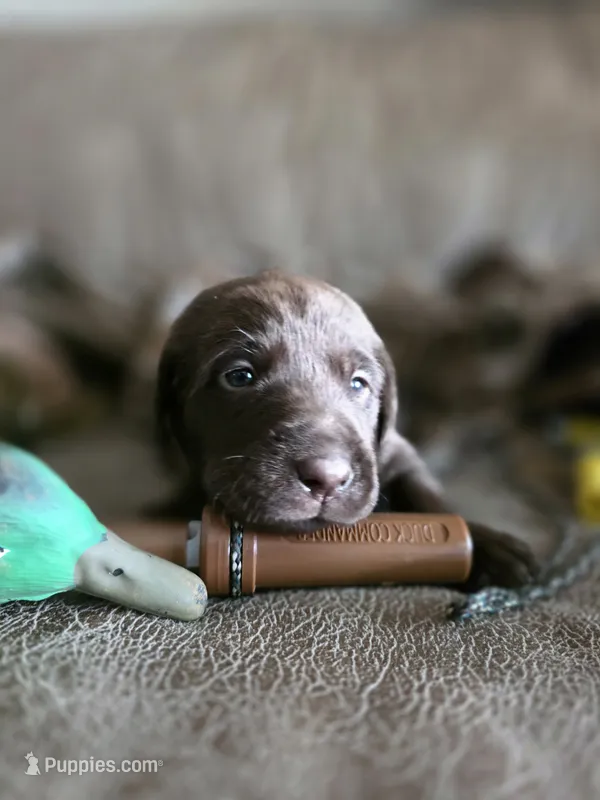 Lilac collar  – Labrador Retriever puppy for sale in Pocahontas, AR