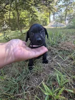 Black female lilac collar , a female Labrador Retriever for sale in Pocahontas, AR – 3 of 8