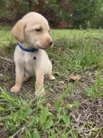 Blue , a male Labrador Retriever for sale in Pocahontas, AR – Photo 4 of 4