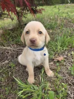 Blue , a male Labrador Retriever for sale in Pocahontas, AR – Photo 1 of 4