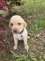 Blue , a male Labrador Retriever for sale in Pocahontas, AR – Photo 2 of 4