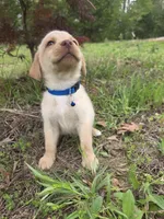 Blue , a male Labrador Retriever for sale in Pocahontas, AR – Photo 3 of 4