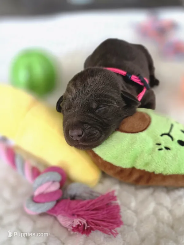 Fuchsia collar  – Labrador Retriever puppy for sale in Pocahontas, AR