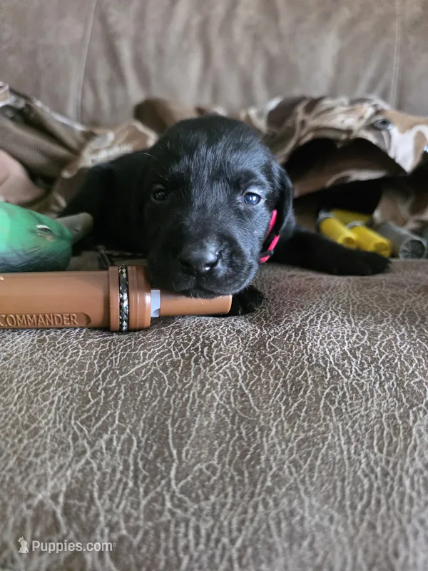 Black female fuchsia collar  – Labrador Retriever puppy for sale in Pocahontas, AR