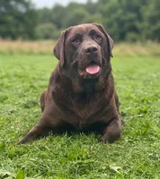 Yellow collar , a female Labrador Retriever for sale in Pocahontas, AR – 10 of 10