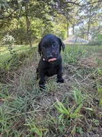 Black female lilac collar , a female Labrador Retriever for sale in Pocahontas, AR – 4 of 8