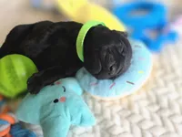 Green collar , a male Labrador Retriever for sale in Pocahontas, AR – 5 of 10