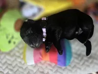 Black female lilac collar , a male Labrador Retriever for sale in Pocahontas, AR – 7 of 10