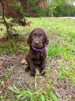 Purple , a female Labrador Retriever for sale in Pocahontas, AR – Photo 2 of 3