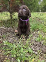 Purple , a female Labrador Retriever for sale in Pocahontas, AR – Photo 3 of 3
