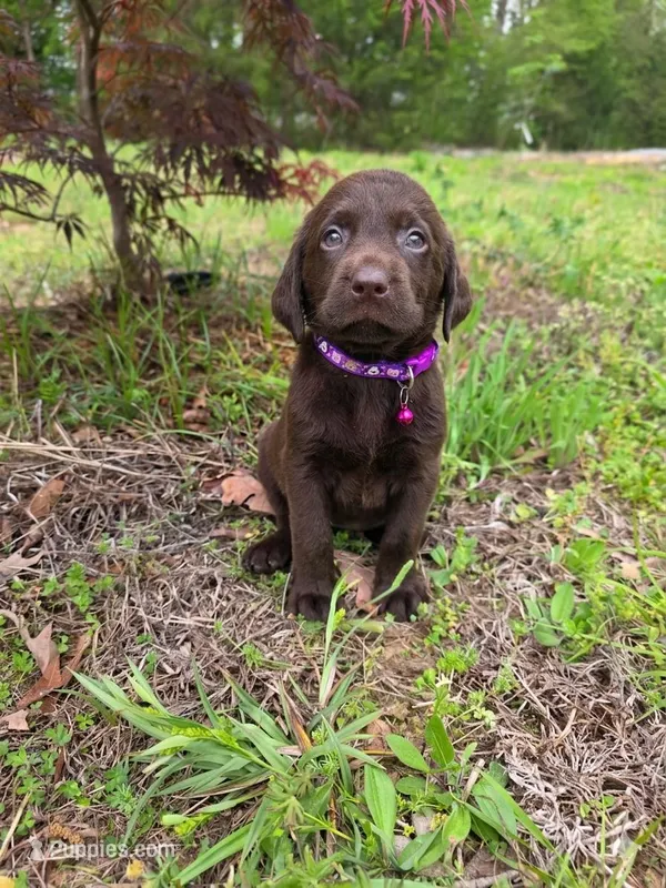 Purple  – Labrador Retriever puppy for sale in Pocahontas, AR