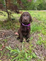 Purple , a female Labrador Retriever for sale in Pocahontas, AR – Photo 1 of 3