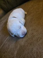 Light brown , a female Labrador Retriever for sale in Pocahontas, AR – Photo 3 of 4