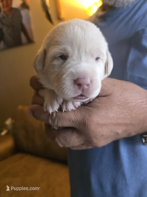 Light brown  – Labrador Retriever puppy for sale in Pocahontas, AR
