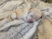 Light brown , a female Labrador Retriever for sale in Pocahontas, AR – Photo 4 of 4