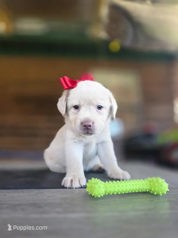 Light brown  – Labrador Retriever puppy for sale in Pocahontas, AR