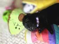 Black female lilac collar , a male Labrador Retriever for sale in Pocahontas, AR – 5 of 10