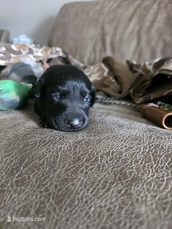 Black female lilac collar  – Labrador Retriever puppy for sale in Pocahontas, AR