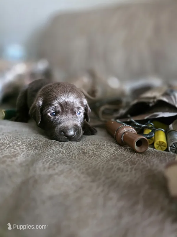 Yellow collar  – Labrador Retriever puppy for sale in Pocahontas, AR