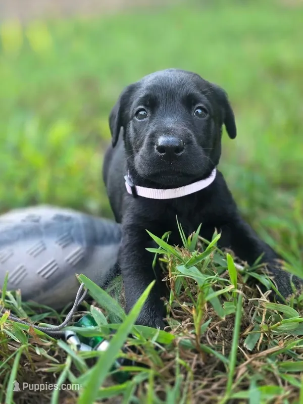 Black female lilac collar  – Labrador Retriever puppy for sale in Pocahontas, AR