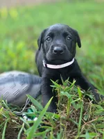 Black female lilac collar , a female Labrador Retriever for sale in Pocahontas, AR – 1 of 8